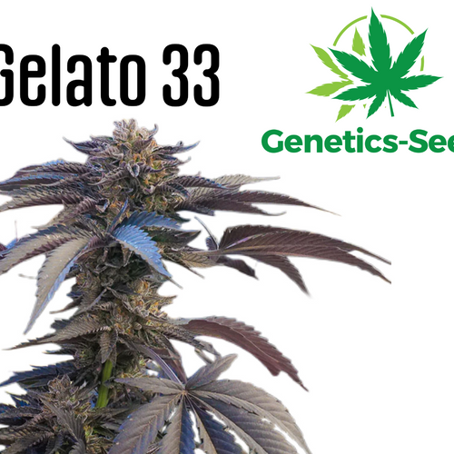 Gelato #33