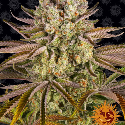 Pineapple Express