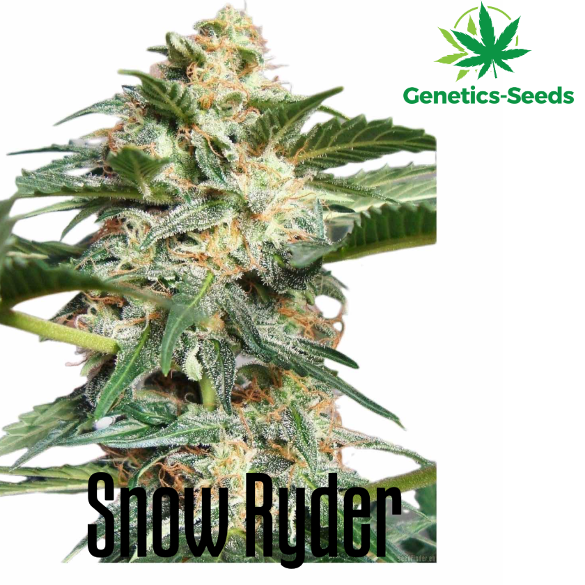 Snow Ryder