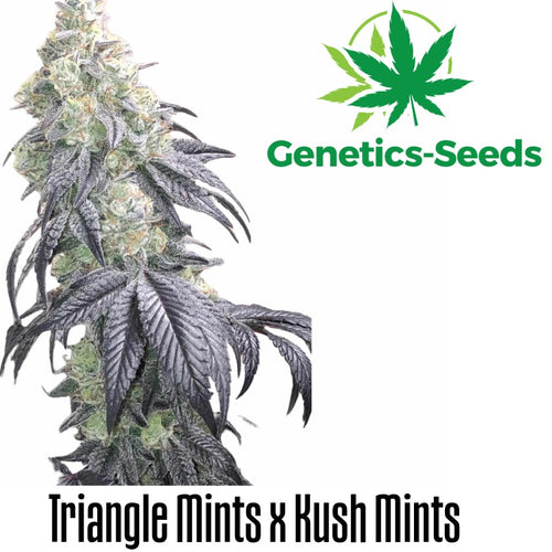 Kush Mints x Triangle Kush