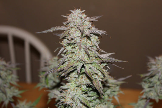 West Coast OG Auto