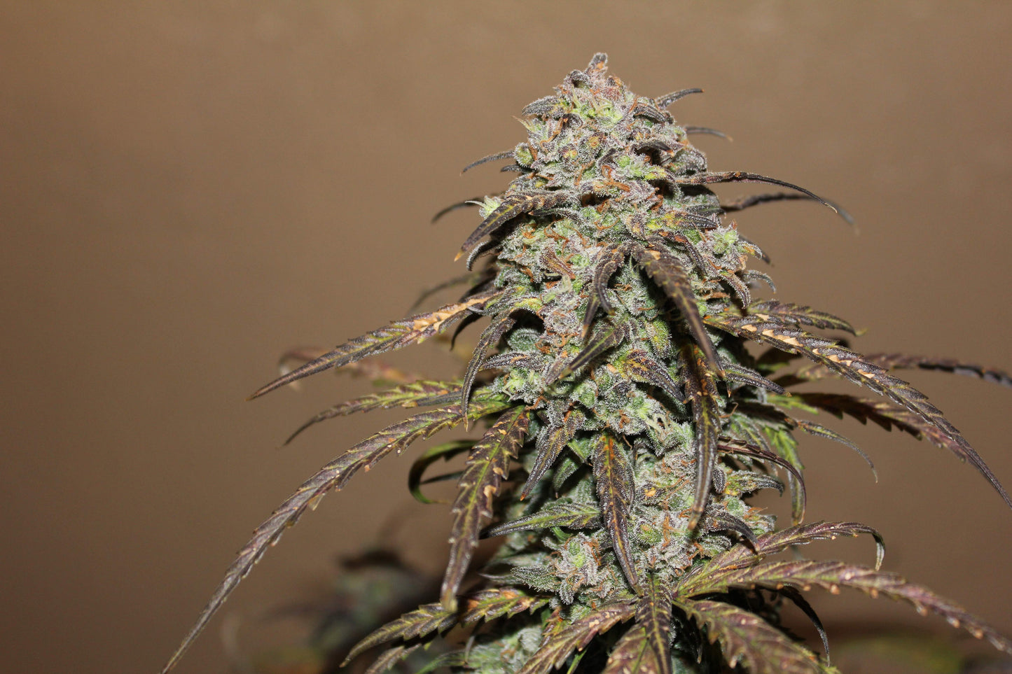 West Coast OG Auto