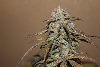West Coast OG Auto