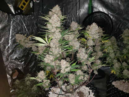 West Coast OG Auto